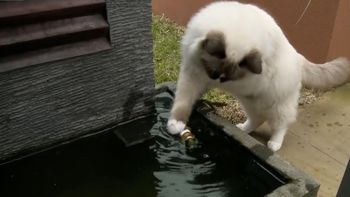 video: un gato heroico y sin instinto que le salva la vida a un pez video: un gato heroico y sin instinto que le salva la vida a un pez