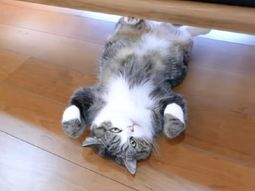 maru, el gato japones que es furor en youtube entro al guinness maru, el gato japones que es furor en youtube entro al guinness