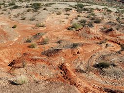 encuentran en san juan especies de dinosaurios que no eran conocidas encuentran en san juan especies de dinosaurios que no eran conocidas