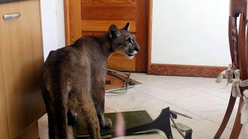 encontraron a un puma adentro de una casa en trelew encontraron a un puma adentro de una casa en trelew