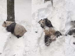 un oso panda disfruto a pleno de la tormenta de nieve jonas en estados unidos un oso panda disfruto a pleno de la tormenta de nieve jonas en estados unidos