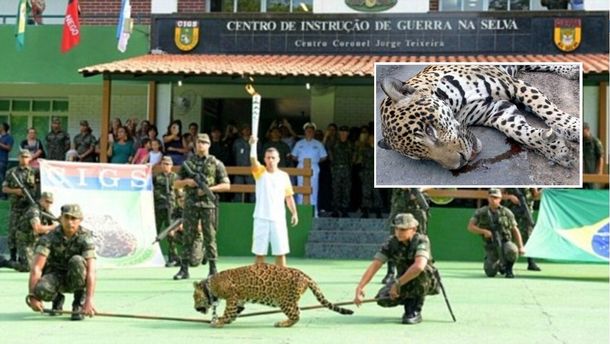 Después de fotografiarse con la antorcha olímpica, mataron a un jaguar en Brasil