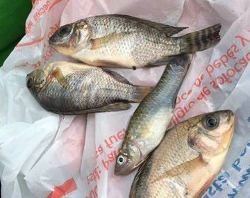 Lluvia de peces en Tampico