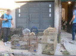 Detuvieron a un hombre que tenia 25 aves en cautiverio