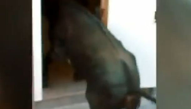 Un toro confianzudo: vio la puerta abierta y se metió a la casa de una abuela