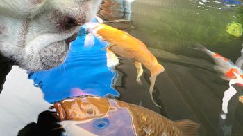 video: la tierna amistad entre un perro y un pez video: la tierna amistad entre un perro y un pez