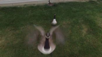 El ganso que no soportó al drone que lo filmaba y lo tiró abajo El ganso que no soportó al drone que lo filmaba y lo tiró abajo