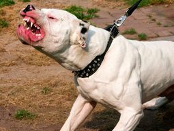 El pitbull pertenecería a uno de los integrantes de la familia El pitbull pertenecería a uno de los integrantes de la familia