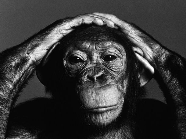 Los chimpancés, en un juego matemático, son mejores que los humanos