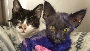 un gato violeta se hizo amigo de una gata ciega y la web se inundo de ternura un gato violeta se hizo amigo de una gata ciega y la web se inundo de ternura