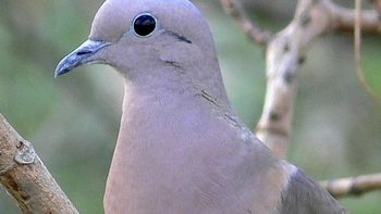 Paloma