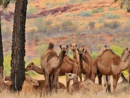 Sacrificarán a 10.000 camellos en Australia por la sequía