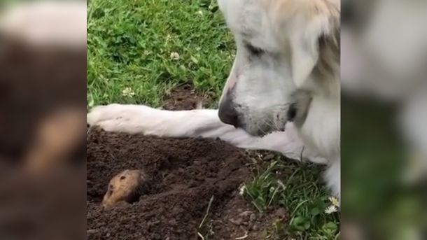 &iquest;El viral m&aacute;s tierno de la pandemia? Dos animales y una charla especial