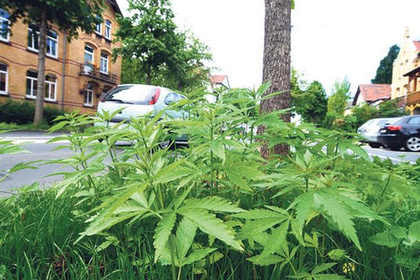 Aparecen plantas de marihuana en jardines de una ciudad alemana