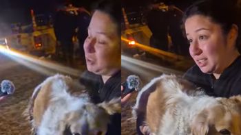 conmovedor reencuentro entre una perra y su familia en medio de la evacuacion conmovedor reencuentro entre una perra y su familia en medio de la evacuacion