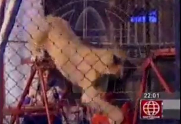 VIDEO: Feroz ataque de una leona a una espectadora en circo de Perú