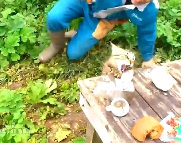 La habilidad de un gato para robar