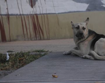 Un hombre murió hace un mes y su perro lo espera en la puerta de la sala velatoria&nbsp;