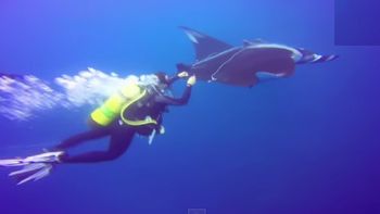 buzo salvo a una mantarraya gigante buzo salvo a una mantarraya gigante