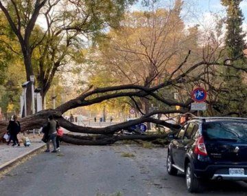 Árboles caídos y cortes del servicio eléctrico por temporal en Mendoza