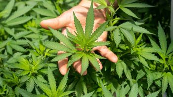 La industria del cannabis en Uruguay esta pasando por momentos difíciles. La industria del cannabis en Uruguay esta pasando por momentos difíciles.