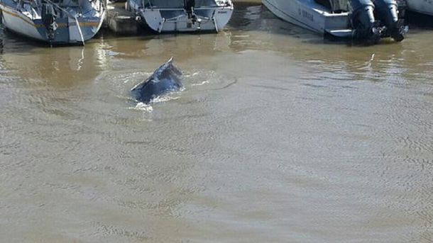 ¿Qué especie de ballena es la que apareció en Puerto Madero?