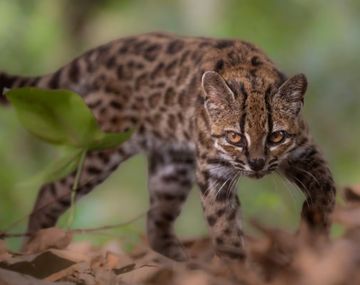 Descubrieron un nuevo felino en Bolivia y hace más de 100 años que no aparecía uno