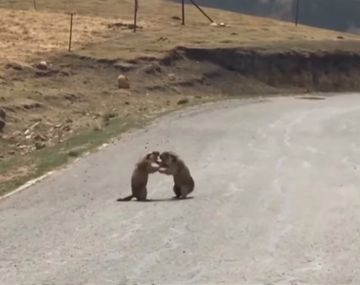 La cosa se puso peluda entre estas dos marmotas