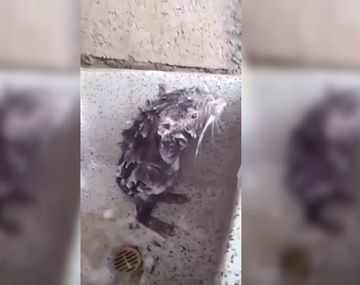 No es una imagen tierna sino un momento desesperante