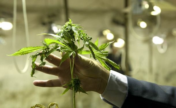 Un fallo avala el cultivo de marihuana para consumo personal