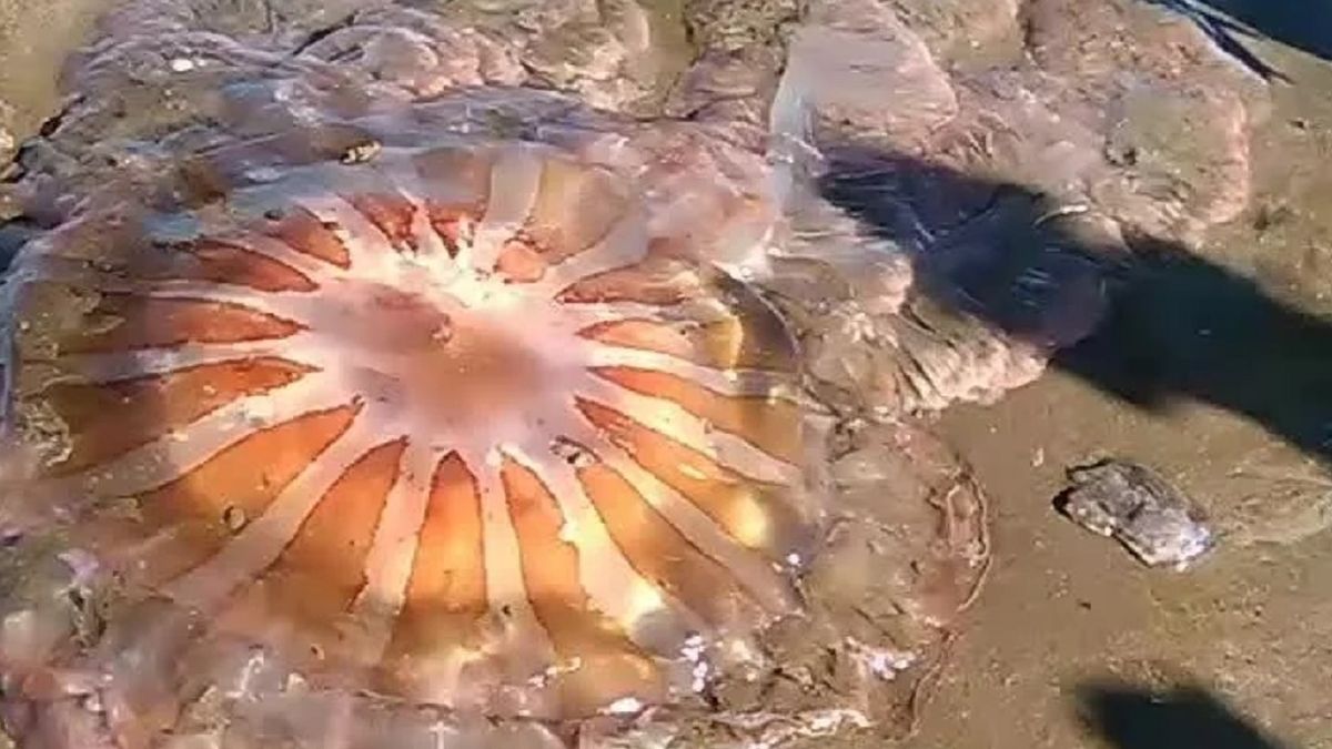 Qué Apareció En Las Playas Del Sur De Mar Del Plata