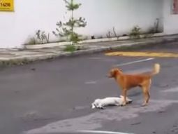 un perro protege a otro atropellado un perro protege a otro atropellado