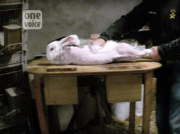 Así despellejan a conejos para la industria textil