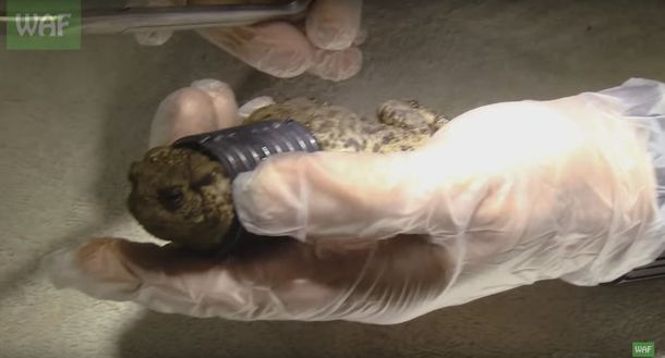 VIDEO: Salvan a una rana atrapada en una tubería