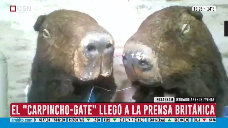 Comando Carpincho, el grupo que defiende los derechos del roedor