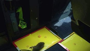 panico en el aire: una rata obligo a un avion a volver al aeropuerto panico en el aire: una rata obligo a un avion a volver al aeropuerto