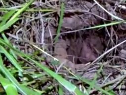 quiso fugarse como el chapo guzman y termino atascado en un tunel quiso fugarse como el chapo guzman y termino atascado en un tunel