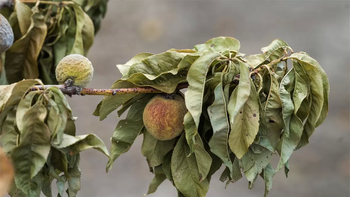 El sector frutícola y citrícola del Uruguay es unos de los más afectados por la pandemia. El sector frutícola y citrícola del Uruguay es unos de los más afectados por la pandemia.