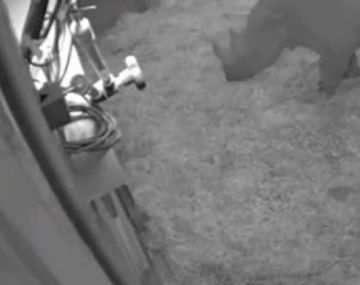 Graban el nacimiento de un rinoceronte negro en un zoológico de Gran Bretaña