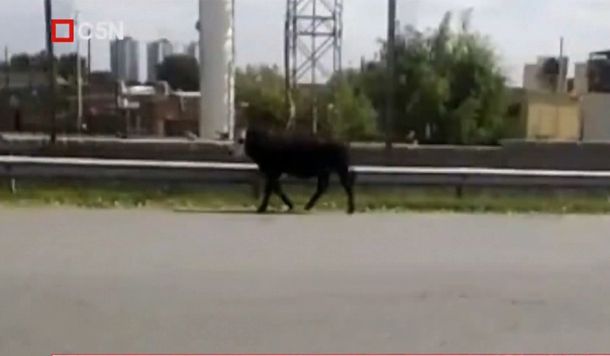 Temor y estupor por una vaca suelta en plena autopista Buenos Aires - La Plata