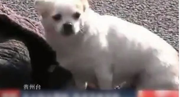 El mejor amigo: un perro se queda a cuidar a su dueño desmayado