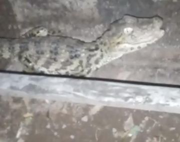 El yacaré bebé que sorprendió al vecino de Salvador Mazza