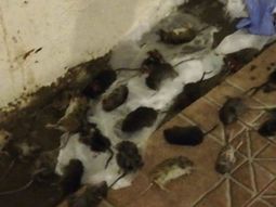 Por una invasión de ratas, cierran lagos y balnearios en Neuquén