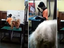 Ocurrió en una veterinaria de Encarnación Ocurrió en una veterinaria de Encarnación