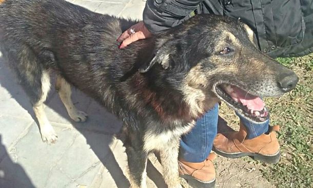 Desalmados: estaban aburridos y acuchillaron a un perro