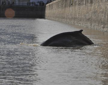 Una ballena apareció en el dique de Puerto Madero