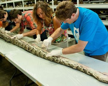 Capturan a la serpiente más grande en la historia de Florida