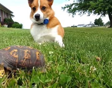Un perro se asustó con una piedra tortuga