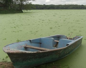Las plantas llegarían para rescatar aguas contaminadas