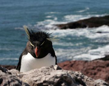 Pingüinos comienzan a poblar las costas de Puerto Deseado
